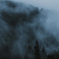 森林轻柔地呼吸着