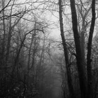 Hopkins Memorial Forest