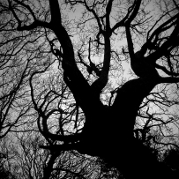 一棵棵错综交织的树木所讲述的故事