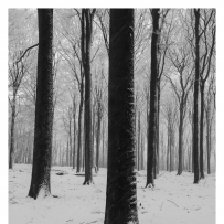 雪中​​的树木，就像我们一样。