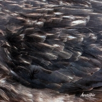 Árstíðir - Árstíðir (2009)