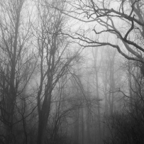 Hollow Field