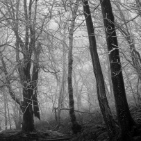 Hopkins Memorial Forest